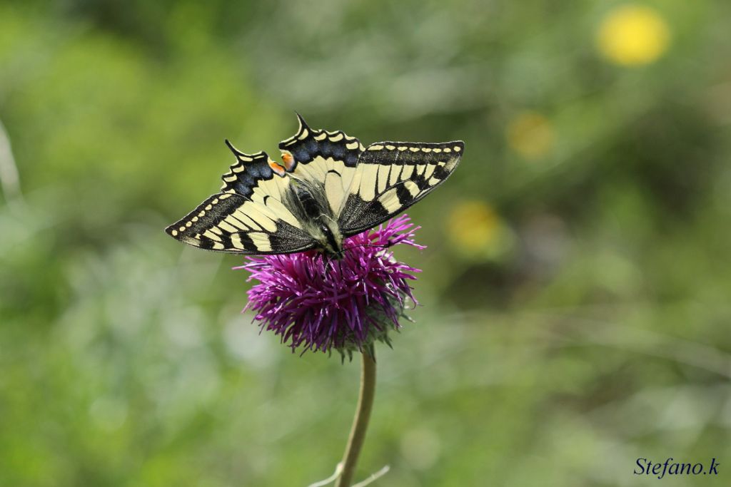 Papilio machaon